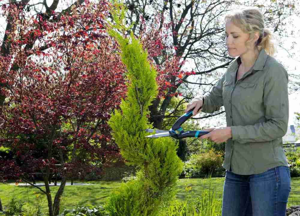 Gartenwerkzeuge Mit Gardena Hecken in Form bringen - News, Bild 3