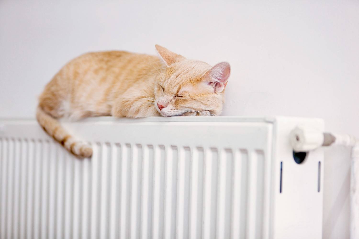 Rund ums Haus Ganz leicht den Energieverbrauch senken durch den Austausch veralteter Heizkörperthermostatventile, Bild 1 Rund ums Haus Ganz leicht den Energieverbrauch senken durch den Austausch veralteter Heizkörperthermostatventile - News, Bild 1