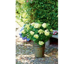 Garten Hortensien sicher durch den Winter bringen mit dem Know-How von Floragard, Bild 1 Garten Hortensien sicher durch den Winter bringen mit dem Know-How von Floragard - News, Bild 1