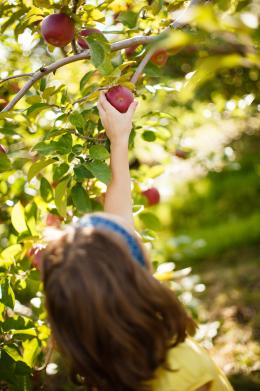 Manna Tipps für gesunde Obst- und Gemüsepflanzen, Bild 1 Garten Tipps für gesunde Obst- und Gemüsepflanzen - News, Bild 1
