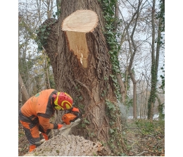 Marke: Wenn ein Baum weg muss: Fällarbeiten erfordern einiges an Know-how, Bild 1 Rund ums Haus Wenn ein Baum weg muss: Fällarbeiten erfordern einiges an Know-how - News, Bild 1