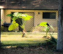 Service Modernisierung des Eigenheims: Intelligente Technologien für Haus und Garten - News, Bild 1
