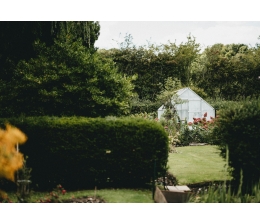 Service Sichtschutz zum Selbermachen: Welche Hecken für Heimwerker wirklich pflegeleicht sind - News, Bild 1