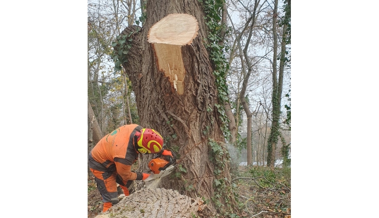 Rund ums Haus Wenn ein Baum weg muss: Fällarbeiten erfordern einiges an Know-how - News, Bild 1