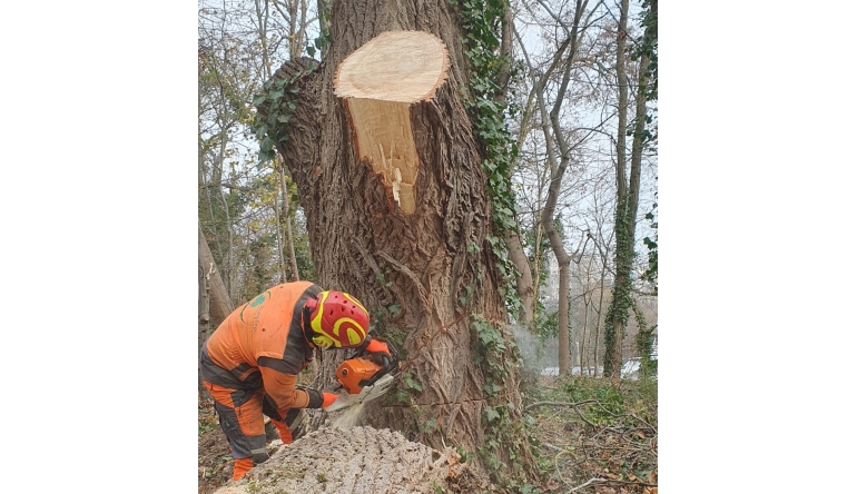 Marke: Wenn ein Baum weg muss: Fällarbeiten erfordern einiges an Know-how, Bild 1 Rund ums Haus Wenn ein Baum weg muss: Fällarbeiten erfordern einiges an Know-how - News, Bild 1