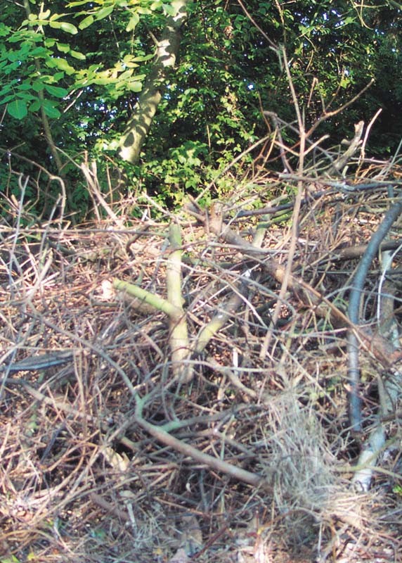 Garten-Häcksler: 8 Walzen- und 2 Messerhäcksler im Vergleich, Bild 3