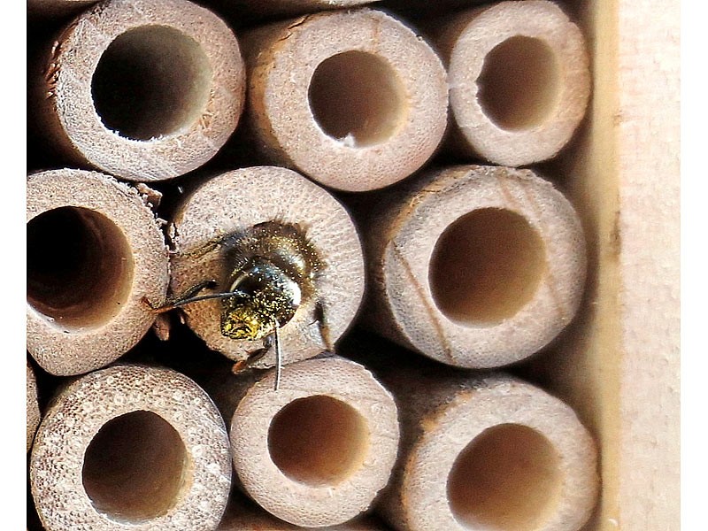 Sonstige Gartengeräte Pearl Insektenhotel-Bausatz im Test, Bild 3