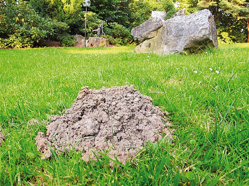 Wer zuletzt lacht …!: Heimwerker Praxis Maulwurfschreck, Bild 4 Sonstige Gartengeräte Heimwerker Praxis Maulwurfschreck im Test, Bild 4