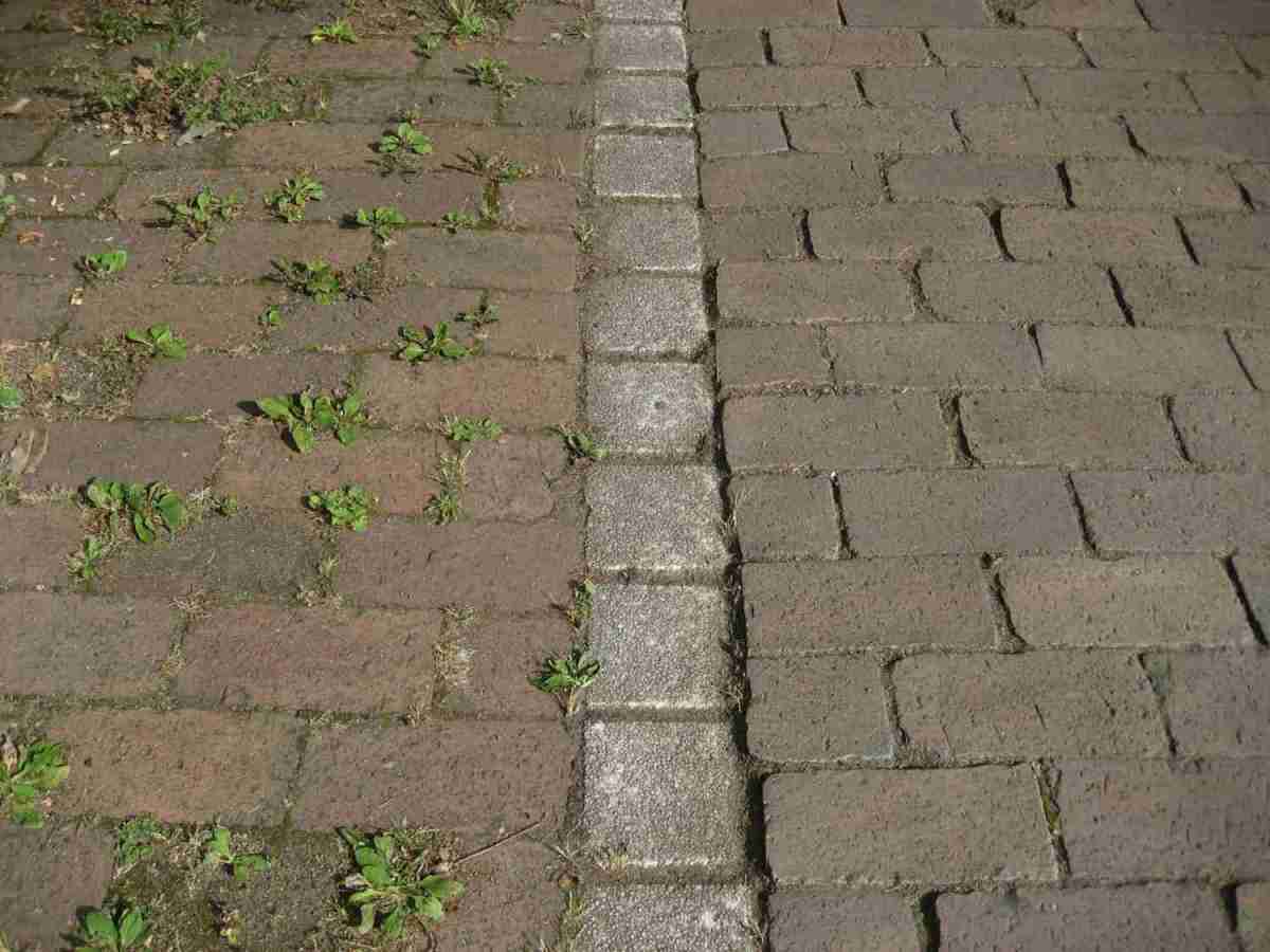 Schnell und schonend: Kwern Greenbuster Pro II, Bild 2 Sonstige Gartengeräte Kwern Greenbuster Pro II im Test, Bild 2