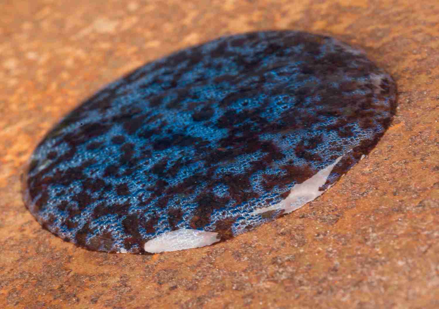 Sonstige Baustoffe Weicon Rostentferner Gel im Test, Bild 3