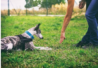 Einzeltest: Isotronic Elektronischer Hundetrainer Art.-Nr.: 92015